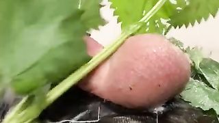 CBT: IcyHot + Stinging Nettles