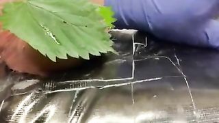 CBT: IcyHot + Stinging Nettles