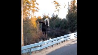 Female Masking/Doll Compilation of Videos