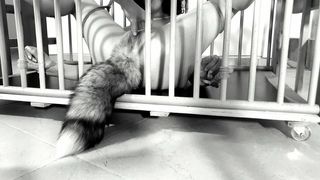 My kitty love to cum and squirt: Cage bondage for good kitty