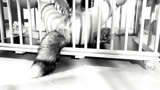 My kitty love to cum and squirt: Cage bondage for good kitty