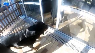 Mistress Anne Brutal Lezdom Domination and Trampling