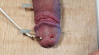 Schwanz auf ein Brett genagelt und mit Strom gefoltert.