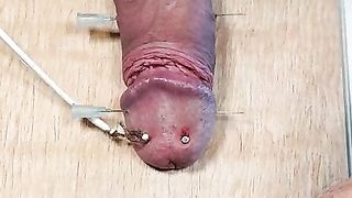 Schwanz auf ein Brett genagelt und mit Strom gefoltert.