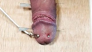 Schwanz auf ein Brett genagelt und mit Strom gefoltert.