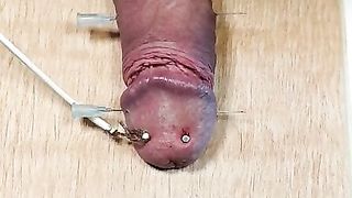 Schwanz auf ein Brett genagelt und mit Strom gefoltert.