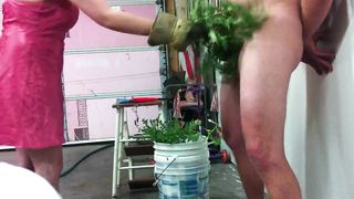 thistle cbt with wax